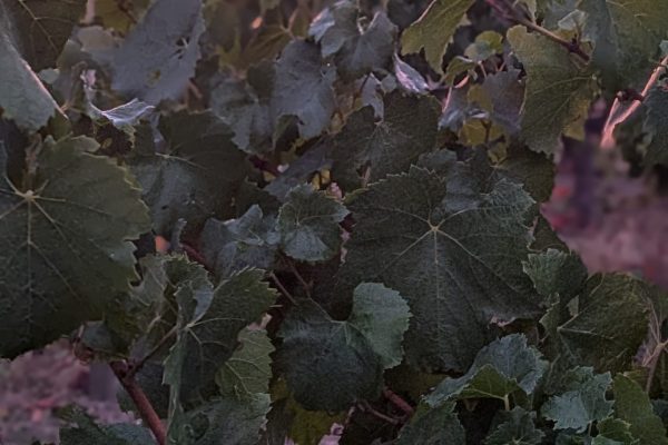 PXL_20250902_051720939.PORTRAIT PXL_20250902_051720939.PORTRAIT